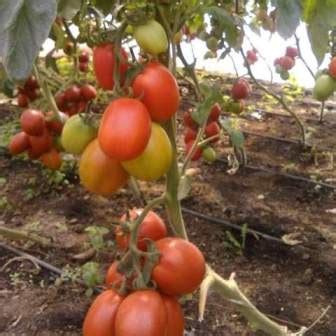 Fertilizer Recommendations for Tomatoes: 10 Questions You Need to Answer