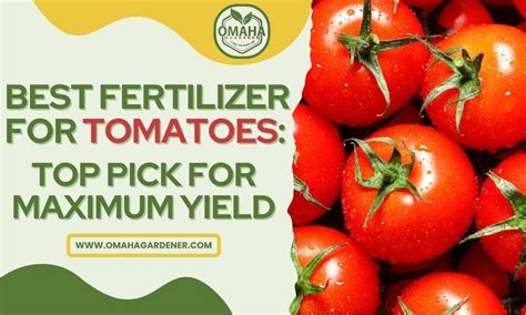 Fertilizer Recommendations for Tomatoes: A Guide to Maximize Yields