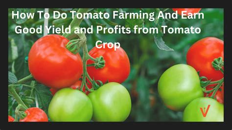 Fertilizer Recommendations for Tomatoes: Maximizing Yields and Profits