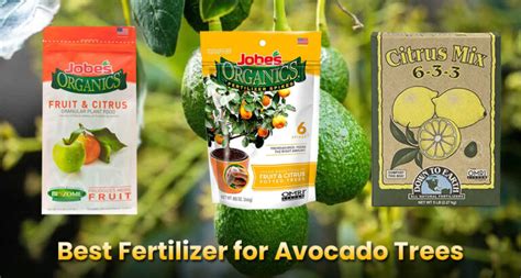 Fertilizer Requirements for Avocado Trees