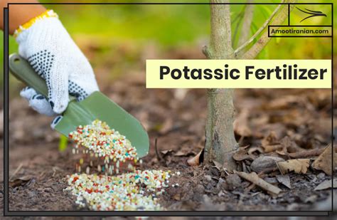 Fertilizer Rich in Potassium: 20 Essential Uses