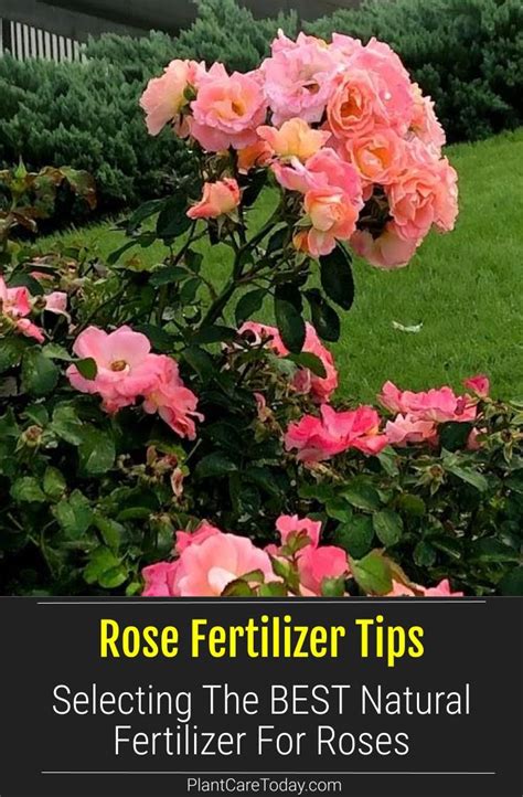 Fertilizer Roses: 21 Essential Tips for Happy, Blooming Bushes