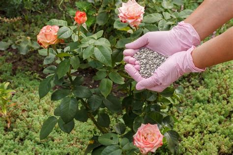 Fertilizer Roses: A Comprehensive Guide to NPK, Feeding Schedules, and Healthier Blooms