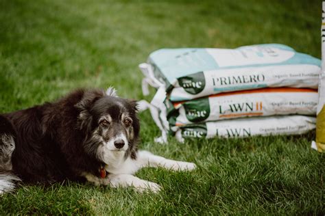 Fertilizer Safe for Dogs: Choosing the Right One