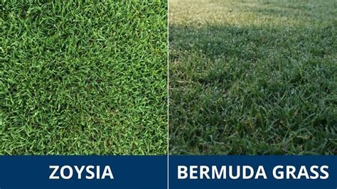 Fertilizer Schedule for Zoysia Grass: A Comprehensive Guide