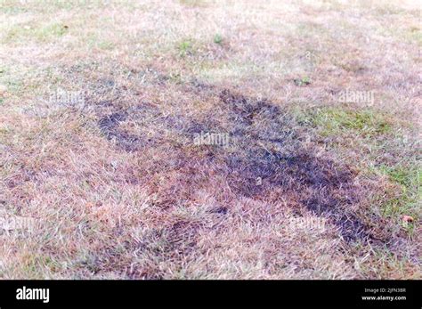 Fertilizer Scorched Grass: 5,000+ Victims and Counting