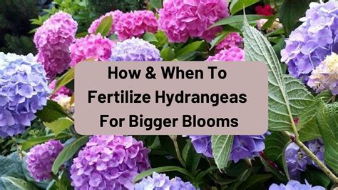 Fertilizer Spikes for Hydrangeas: 3 Secrets to Vibrant, Long-Lasting Blooms