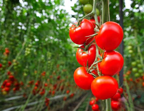 Fertilizer Tomatoes: 7 Vital Tips for Maximum Yield