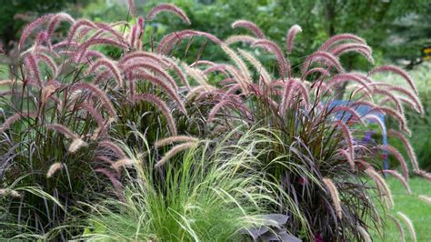 Fertilizer for 5 Amazing Ornamental Grasses