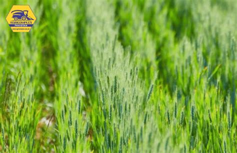 Fertilizer for Alfalfa: A Guide to Maximizing Yield and Profitability