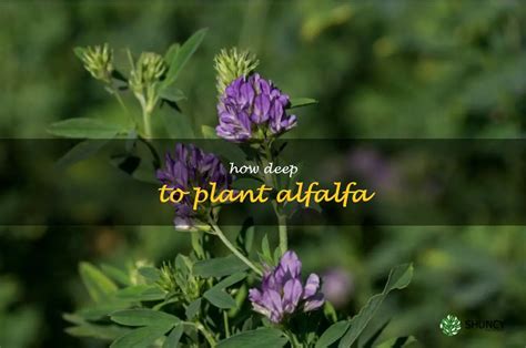 Fertilizer for Alfalfa: The Ultimate Guide to Maximizing Yield