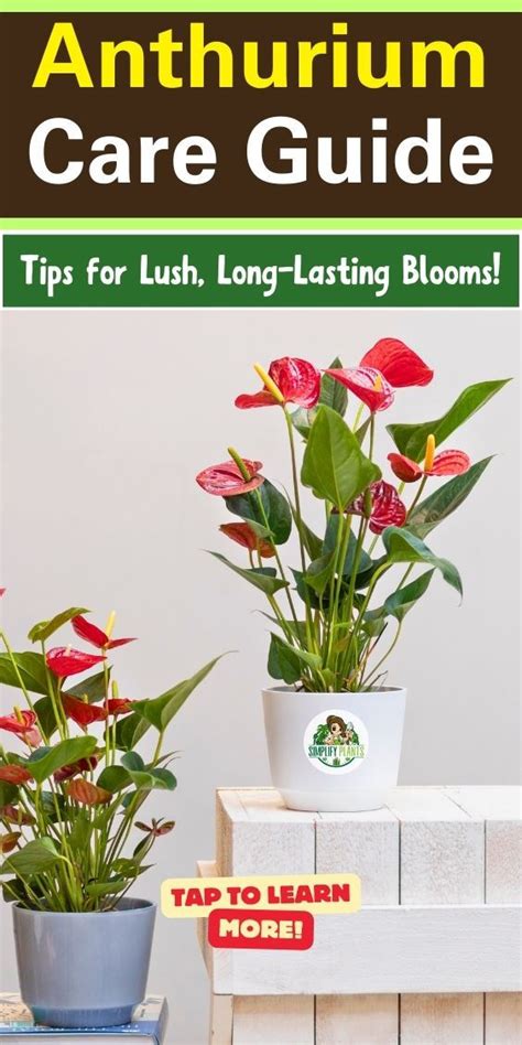 Fertilizer for Anthurium: Your Guide to Healthy Blooms