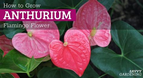 Fertilizer for Anthuriums: The Complete Guide