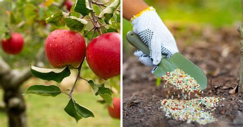 Fertilizer for Apple Trees: A Guide to Feeding Your Trees for Bountiful Harvests