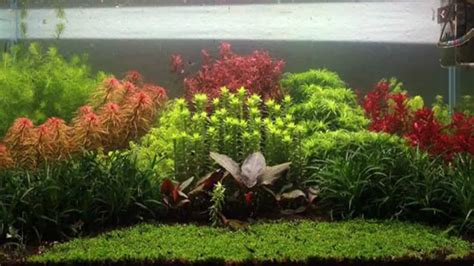 Fertilizer for Aquarium Plants: The Ultimate Guide