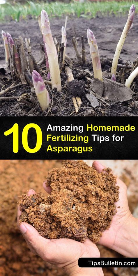 Fertilizer for Asparagus: 10 Foolproof Tips to Grow Super-Sized Spears