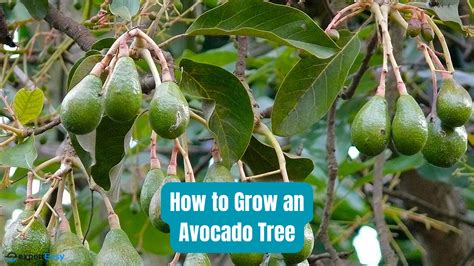 Fertilizer for Avocado Tree: A Comprehensive Guide