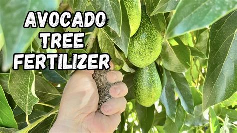 Fertilizer for Avocado Trees: The Ultimate Guide