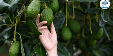 Fertilizer for Avocado Trees: The Ultimate Guide to Nurturing Your Avocado Crops