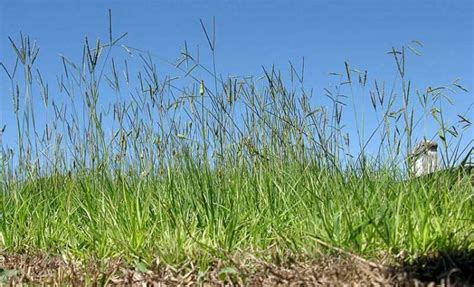 Fertilizer for Bahia Grass: A Comprehensive Guide to Nurturing Your Lawn