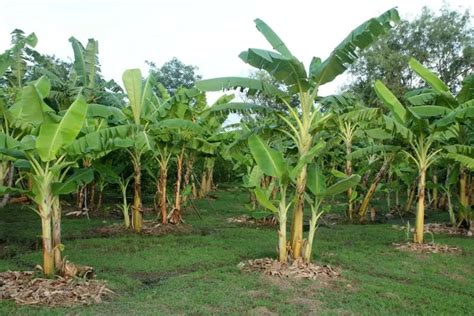 Fertilizer for Banana: 5 Proven Strategies to Boost Your Yields