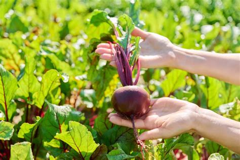 Fertilizer for Beetroot: The Ultimate Guide to Boosting Yield and Quality