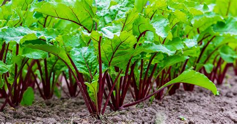 Fertilizer for Beets: 8 Key Insights to Boost Your Harvest