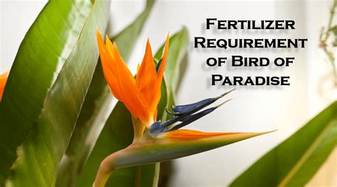 Fertilizer for Bird of Paradise: 5 Essential Tips