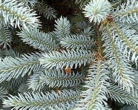 Fertilizer for Blue Spruce: A Comprehensive Guide to Nurturing Your Majestic Evergreens