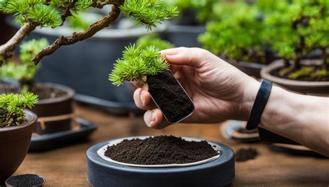 Fertilizer for Bonsai: A Comprehensive Guide to Nourishing Your Miniature Masterpieces