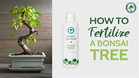 Fertilizer for Bonsai: The Ultimate Guide