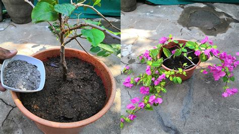 Fertilizer for Bougainvillea: The Ultimate Guide to Keeping Your Plant Thriving