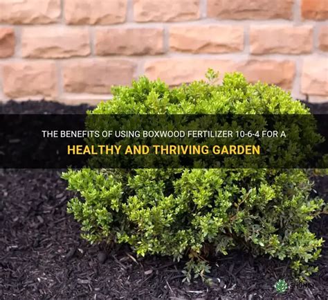 Fertilizer for Boxwood Plants: 10 Essential Tips for Healthy Greenery