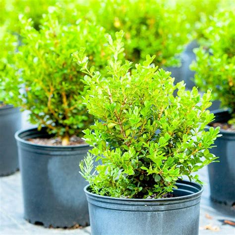 Fertilizer for Boxwood Shrubs: Supremely Nurture Your Evergreen Beauties