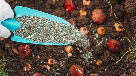 Fertilizer for Bulbs: The Ultimate Guide to Feeding Your Spring Bloomers