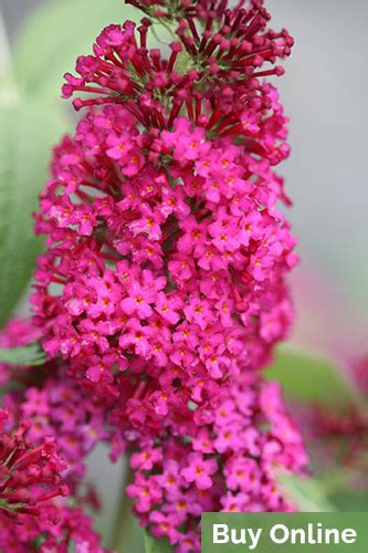 Fertilizer for Butterfly Bush: A Comprehensive Guide