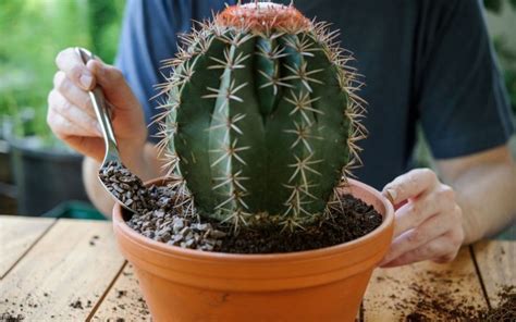 Fertilizer for Cactus: The Ultimate Guide to Nourishing Your Prickly Pals