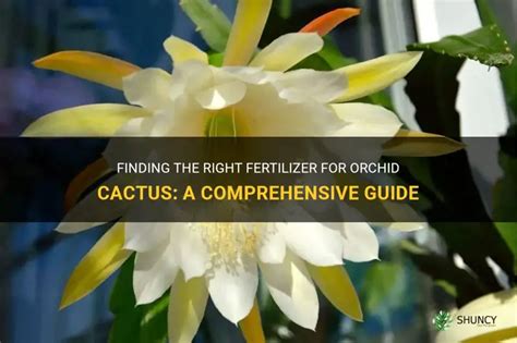 Fertilizer for Cactus Plants: A Comprehensive Guide