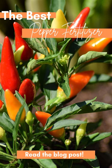 Fertilizer for Capsicum: The Ultimate Guide