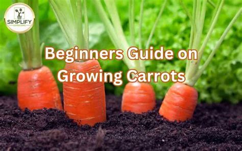 Fertilizer for Carrots: The Ultimate Guide to Growing the Sweetest, Healthiest Carrots