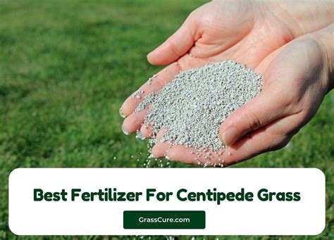 Fertilizer for Centipede Grass: 5 Essential Tips