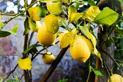 Fertilizer for Citrus Trees: The Ultimate Guide