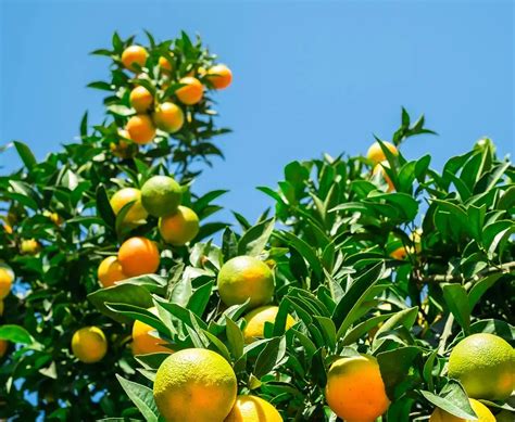 Fertilizer for Citrus Trees in Pots: 10 Essential Tips for Bountiful Harvests