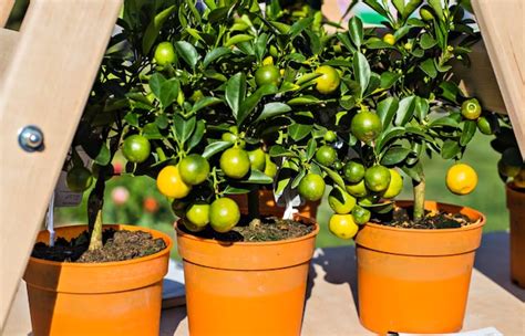 Fertilizer for Citrus Trees in Pots: A Comprehensive Guide