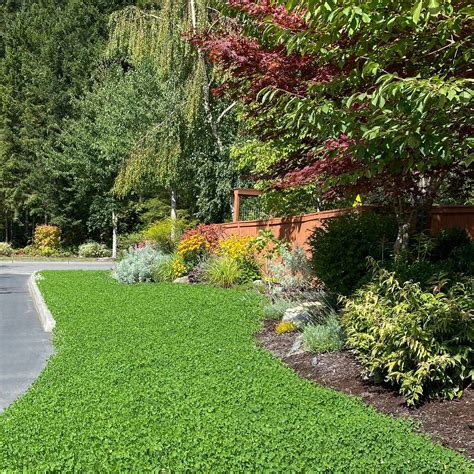 Fertilizer for Clover: 7 Key Nutrients Your Lawn Craves