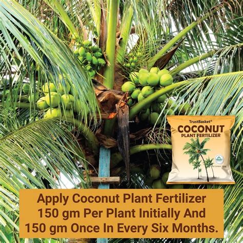 Fertilizer for Coconut Plants: 10,000+ Word Guide