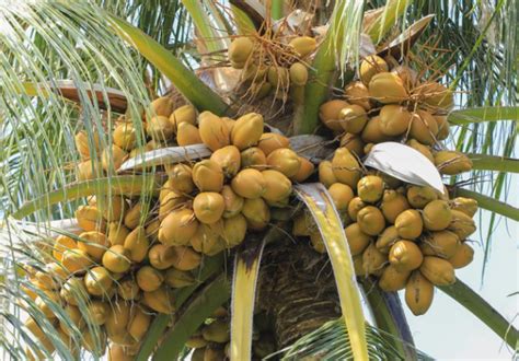 Fertilizer for Coconut Tree: The Ultimate Guide for 2023