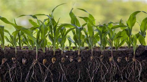 Fertilizer for Corn: A Comprehensive Guide to Boosting Yields