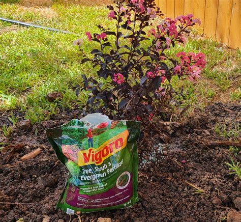 Fertilizer for Crape Myrtle Trees: 4 Must-Know Facts