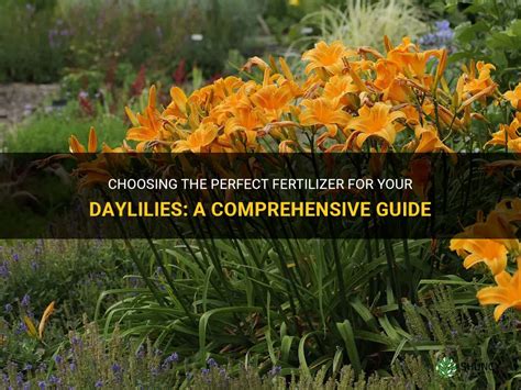 Fertilizer for Daylilies: The Ultimate Guide to Boosting Blooms